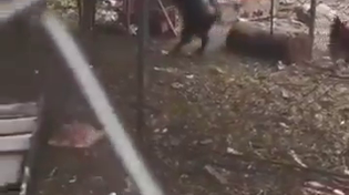 Thumbnail for Black goat lures a chicken into a shed