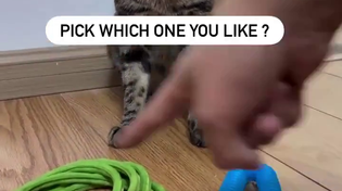 Thumbnail for Spanking the cat