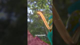 Thumbnail for How A Hummingbird's Tongue Works 🤔 | Zack D. Films