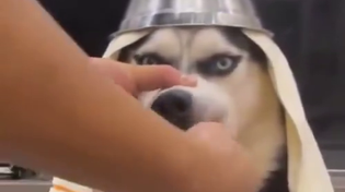 Thumbnail for Dog smile