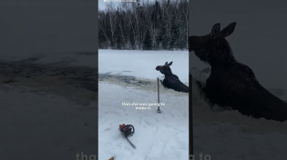 Thumbnail for Loggers Rush To Save A Moose Who Fell Through The Ice | The Dodo