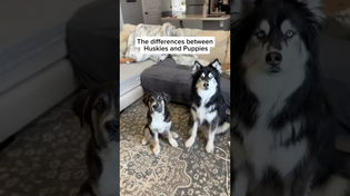 Thumbnail for husky vs puppy. Choose wisely. #husky #puppy #dogvideos #cutedogs | Levi the Husky Rescue