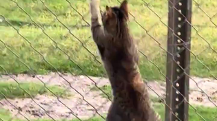 Thumbnail for When a T-Rex thwarts your escape 