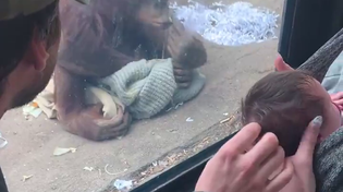 Thumbnail for Let's show the monkey our baby