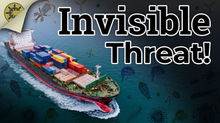 Thumbnail for Invasive Species: Ships Are Fighting Back! | Casual Navigation