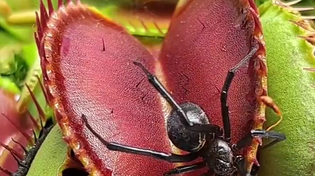 Thumbnail for Spider and a Venus flytrap
