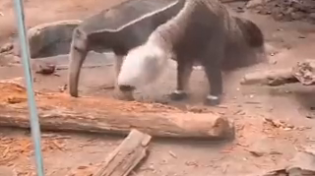 Thumbnail for Two-headed anteater 