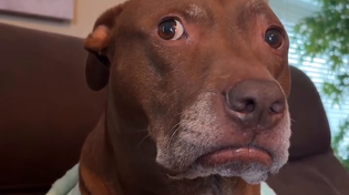 Thumbnail for Treat Dealer