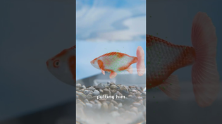 Thumbnail for They Did Surgery On A Goldfish 😨 | Zack D. Films
