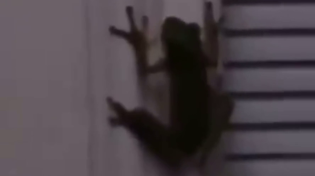 Thumbnail for Enlightened Frog