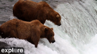 Thumbnail for Brooks Falls - Katmai National Park, Alaska 2023 powered by EXPLORE.org | Explore Live Nature Cams