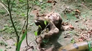 Thumbnail for Sloth crawls casually by an anaconda