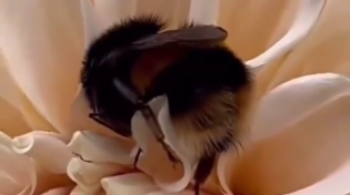 Thumbnail for Sleeping bee  in a flower