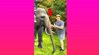 Thumbnail for Elephant Toothpaste! 😂 #shorts | Kin Tin