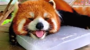 Thumbnail for Red panda chilling comfortably 