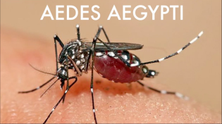Thumbnail for Can Genetically Modified Mosquitoes Save The World From Zika?