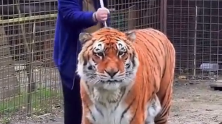 Thumbnail for Brushing a tiger