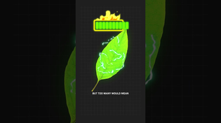 Thumbnail for Why Are Leaves Green? | Cleo Abram