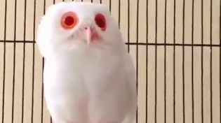 Thumbnail for Albino owl
