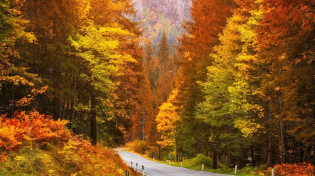 Thumbnail for Autumn Scenery & Fall Foliage, Peaceful Soothing Instrumental Music, 