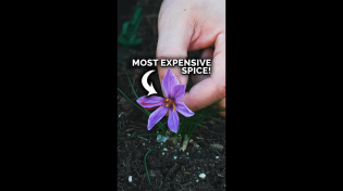 Thumbnail for I grew the world's most expensive spice | Epic Gardening