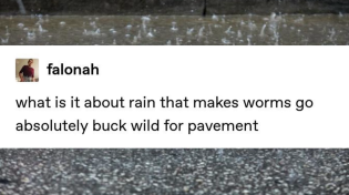 Thumbnail for Pavement worms in rain | Jeaney Collects