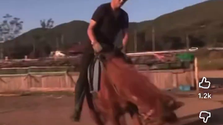 Thumbnail for Tom the horse