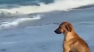 Thumbnail for Beach Dog