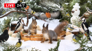 Thumbnail for 🔴24/7 Cat TV for Cats to Watch 😺 Little Birds and Red Squirrels in 4K HDR | Red Squirrel Studios