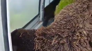 Thumbnail for After weeks of rain in Spain, sheep are growing grass in their wool 
