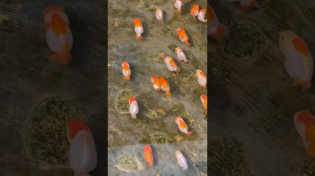 Thumbnail for How Koi Fish Ended Up In Street Gutters In Japan? | Jasper Storm