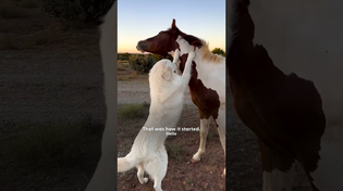 Thumbnail for Woman Rescues Baby Horse Who's Never Been Touched By Humans | The Dodo