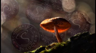 Thumbnail for Inside the Campaign to Legalize Magic Mushrooms in California