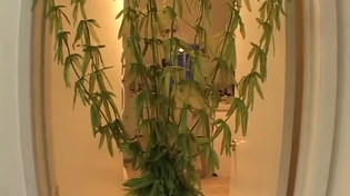 Thumbnail for Phoebe Rose 23