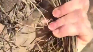 Thumbnail for Close view of an elephant 