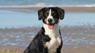Thumbnail for Expert Tips to Train Your Dog