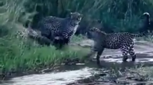 Thumbnail for 3 Leopards v 1 Honey Badger