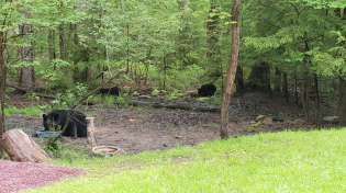 Thumbnail for American Muskrat's Family Funeral-cation: Bears @ the cabin in the woods on the lake