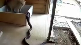 Thumbnail for Cats v Snakes