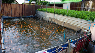 Thumbnail for Backyard Aquaponics Farming Fresh Tilapia Fish and Vegetables with RAS System (part 2) | Farm Channel