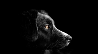 Thumbnail for Choosing the Perfect Dog Breed for Your Lifestyle