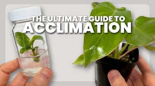 Thumbnail for The BEST Method for Acclimating Tissue Culture Plants (2025) | Plants in Jars