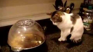 Thumbnail for Cat Terrorized by Popcorn | castrokj