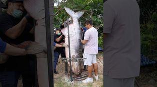 Thumbnail for Cooking The World’s Largest Fish | Nick Kratka