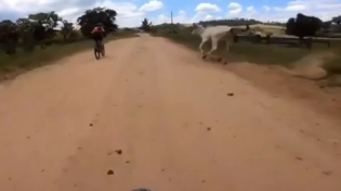 Thumbnail for Cyclist chased by stupid cow.  