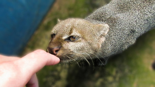 Thumbnail for Rescued jaguarundi wants to be friends | Naty's Adventures