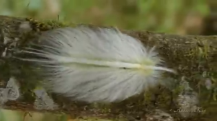 Thumbnail for Feather mimic caterpillar 