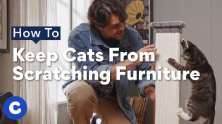 Thumbnail for How To Keep Cats From Scratching Furniture | Chewtorials