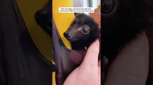 Thumbnail for This woman found a tiny bat and adopted it | AnimalLove Stories