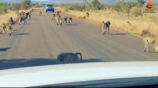 Thumbnail for Troop of baboons fights off leopard